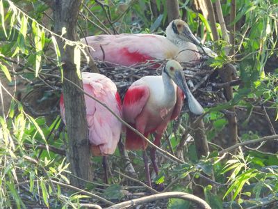 ROSEATE SPOONBILL (nest)