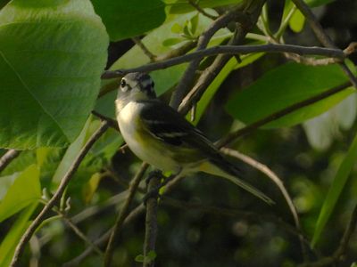 BLUE-HEADED VIREO