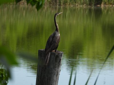 ANHINGA (female)