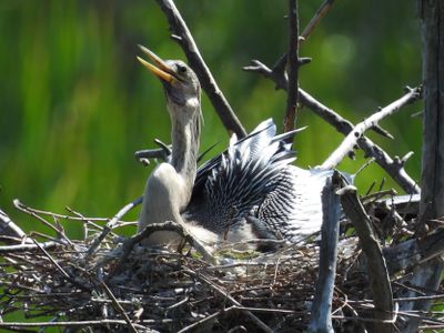 ANHINGA  (nest)