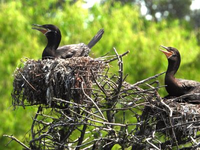 NEOTROPIC CORMORANT