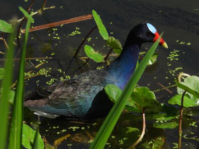 PURPLE GALLINULE