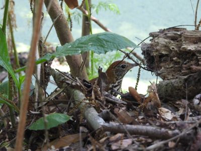 WOOD THRUSH