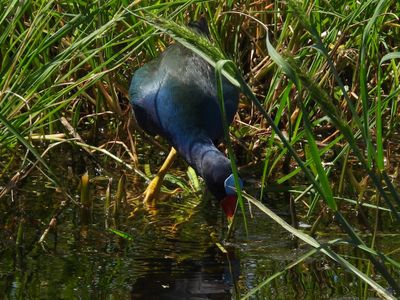 PURPLE GALLINULE