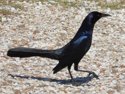 BOAT-TAILED GRACKLE