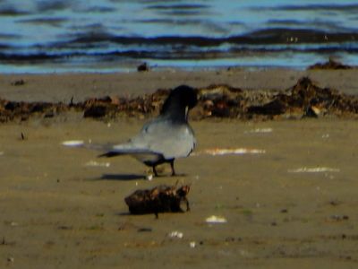 BLACK TERN (alternate)