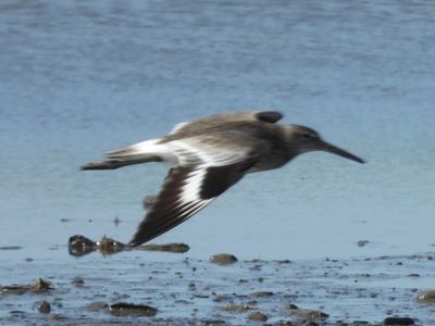 WILLET