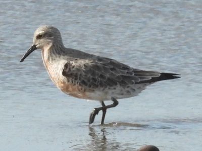 RED KNOT