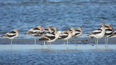 AMERICAN AVOCET