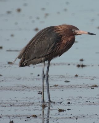 REDDISH EGRET