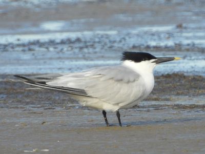 SANDWICH TERN