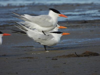 ROYAL TERN