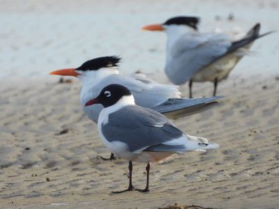 FRANKLIN'S GULL (with Royal Tern)