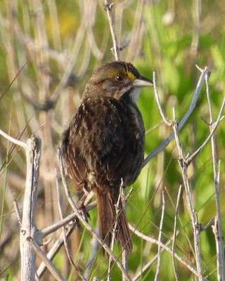 SEASIDE SPARROW