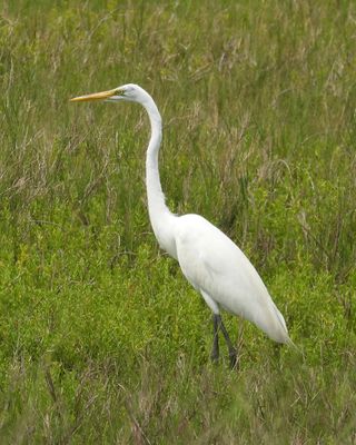 GREAT EGRET