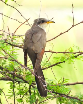 CUCKOOS