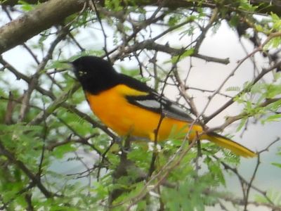 BALTIMORE ORIOLE