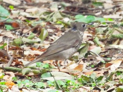 GRAY-CHEEKED THRUSH