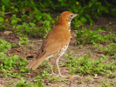 WOOD THRUSH