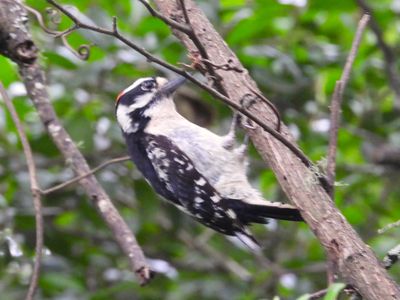 DOWNY WOODPECKER