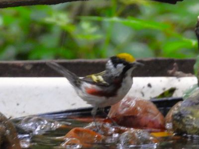 CHESTNUT-SIDED WARBLER