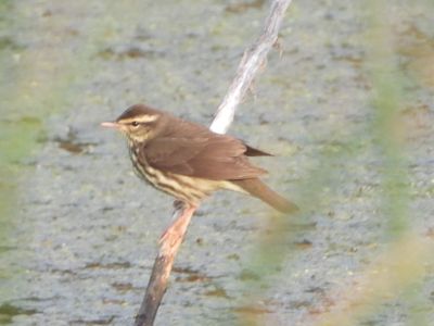 NORTHERN WATERTHRUSH