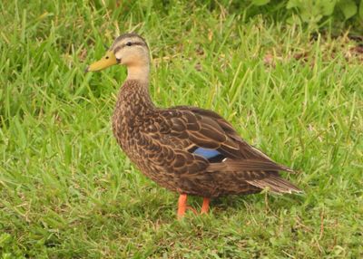 MOTTLED DUCK (male)