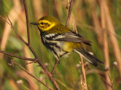 BLACK-THROATED GREEN WARBLER (female)