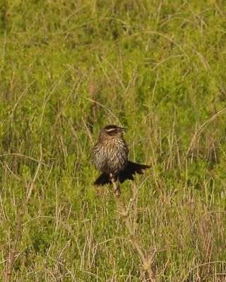 RED-WINGED BLACKBIRD (female)
