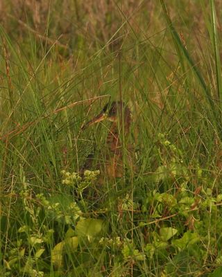 KING RAIL
