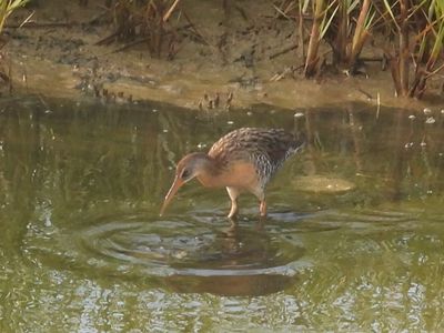 CLAPPER RAIL