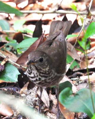 GRAY-CHEEKED THRUSH