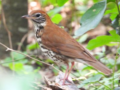 WOOD THRUSH
