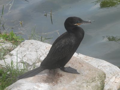 NEOTROPIC CORMORANT