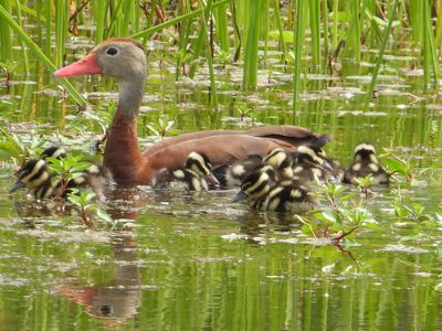 BLACK-BELLIED WHISTLING-DUCK