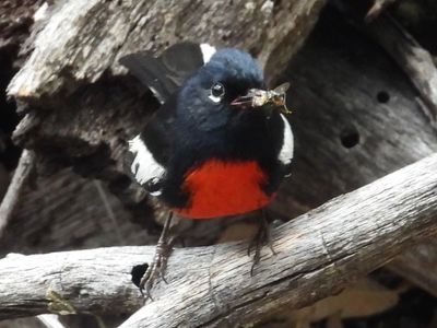 PAINTED REDSTART