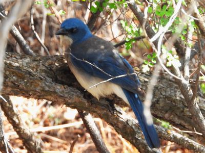MEXICAN JAY