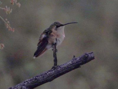 LUCIFER HUMMINGBIRD (female)