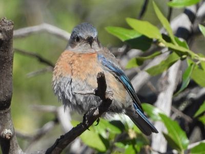 WESTERN BLUEBIRD (female)