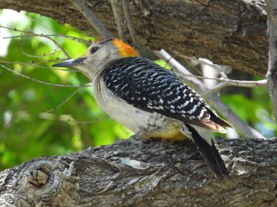 GOLDEN-FRONTED WOODPECKER