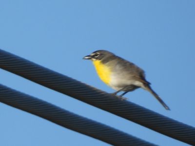 YELLOW-BREASTED CHAT