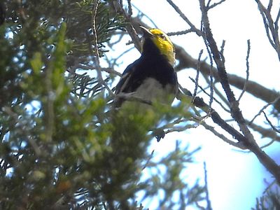 GOLDEN-CHEEKED WARBLER (male)