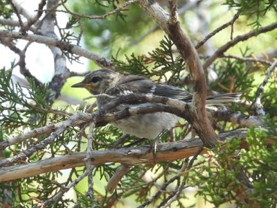 GOLDEN-CHEEKED WARBLER (juv)