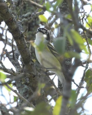 BLACK-CAPPED VIREO