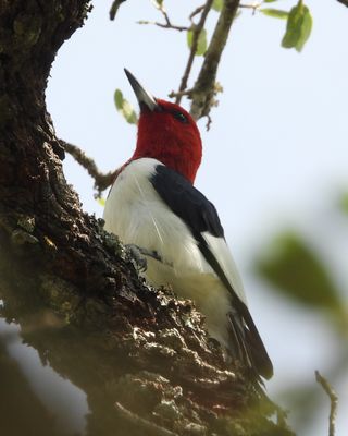 RED-HEADED WOODPECKER