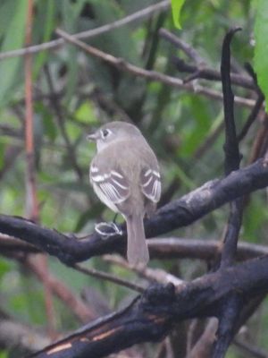 LEAST FLYCATCHER