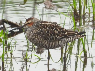 STILT SANDPIPER (alternate)