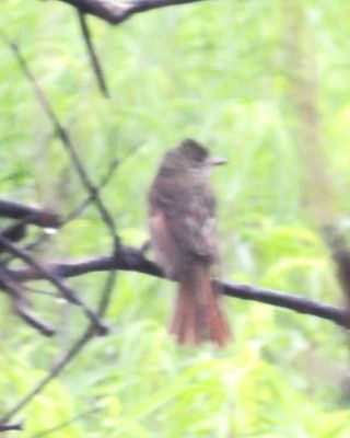 GREAT CRESTED FLYCATCHER