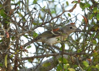 WHITE-EYED VIREO (juv)