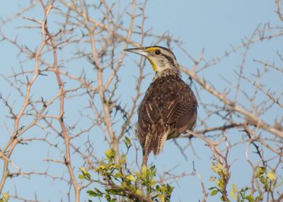 EASTERN MEADOWLARK